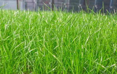 Grass